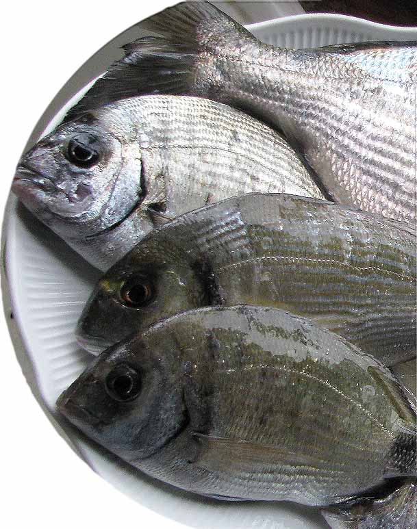 pesce