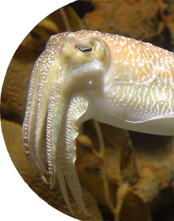 Fondopesce2