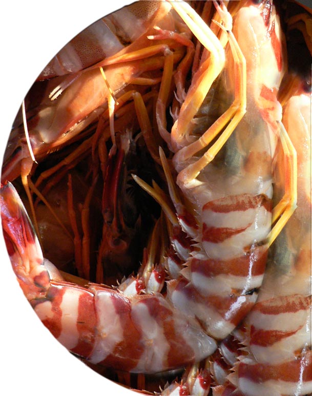 Fondopesce3