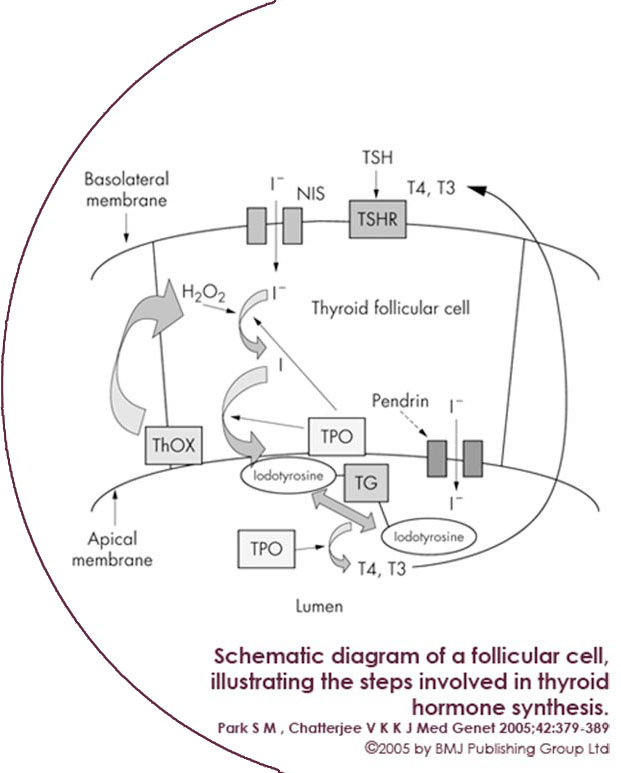 Schema del metabolismo